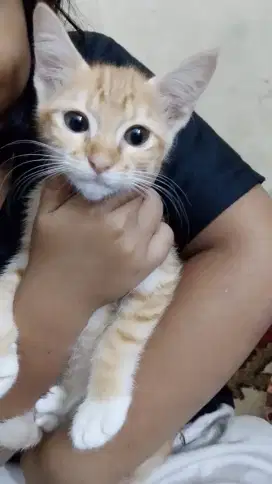 Open adopsi kucing betina