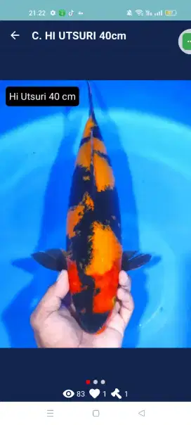 Hi utshuri jumbo 40cm..jantan bagus