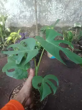 Monstera deliciosa