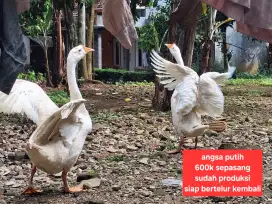 Angsa/soang putih sepasang