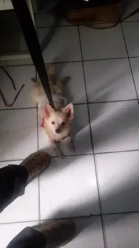Mini Pomeranian anak import hnya sy ga urus srtnya ya.