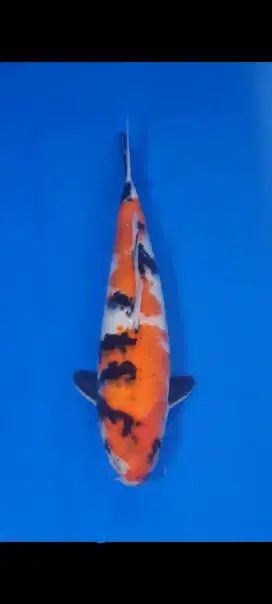 ikan koi showa 40cm