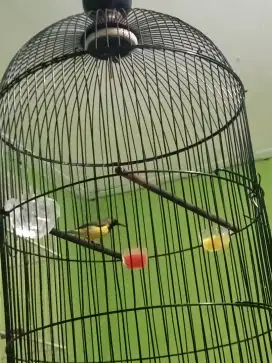 Jual burung fulset