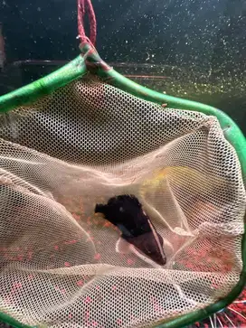 DIJUAL IKAN DATZ SUMATRA TIGER FISH 4BAR
