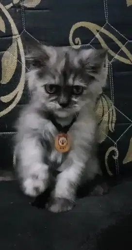 Kitten Persia betina