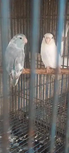 Burung parolette sepasang