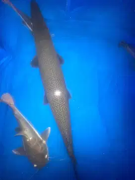 DIJUAL CEPAT IKAN GAR 1 METER!