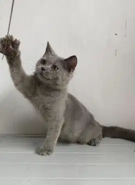 British Shorthair