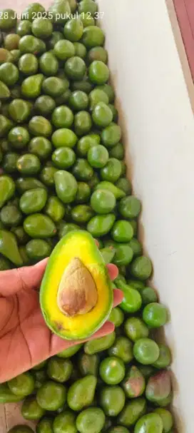Alpukat mentega mentah mengkal matang