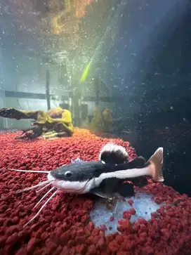 DIJUAL IKAN RTC LELE AMAZON SATU PAKET 3 EKOR