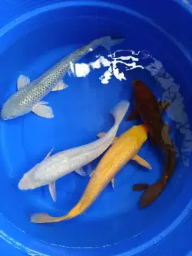 Koi Blitar Jumbo