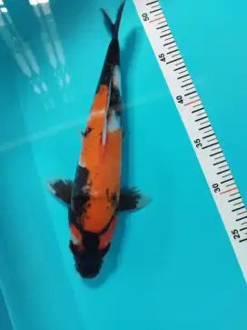 Ikan Koi Showa 29cm