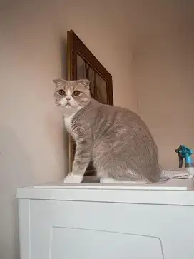 Scottish fold golden