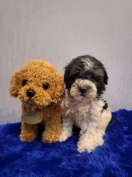 Top Quality toy poodle kribo