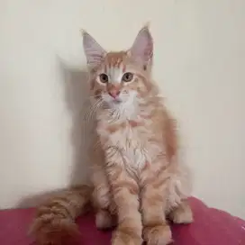 kucing mainecoon kitten