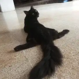 kucing mainecoon jantan