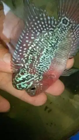 Louhan kamfa f3 mata putih