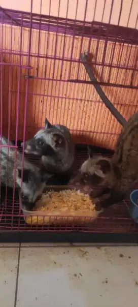MUSANG PANDAN BETINA USIA 6 BULAN