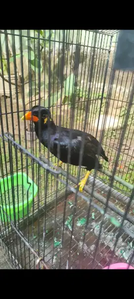 BURUNG BEYO MUDA SEHAT GEMUK RAWATAN PRIBADI DARI LOLOHAN