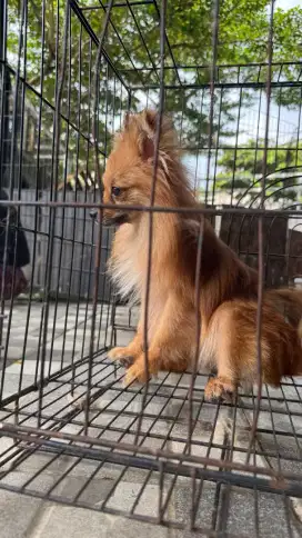 Minipom long hair