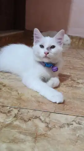 Kitten mix maencoon