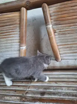 Kitten persia shorthair