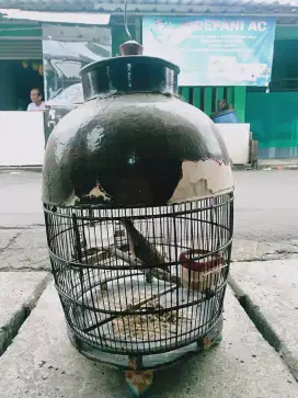 Perkutut Bangkok asli jantan pake ring