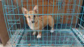 JUAL CORGIE MURAH BETINA UMUR DOB 10 MAR 2025 TURUNAN IMPOR