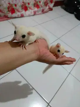 Sugar glider Joey leu