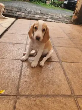 Anak anjing Beagle (beagle puppies)