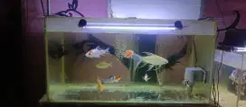 Jual aquarium +ikan