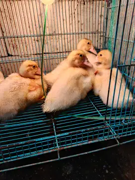 Minti bibitan jumbo, 7 ekor umur sekitar 1 bulan lebih