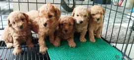 Toy & Tiny Poodle puppies