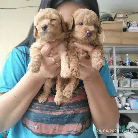 Toy & Tiny Poodle jantan betina