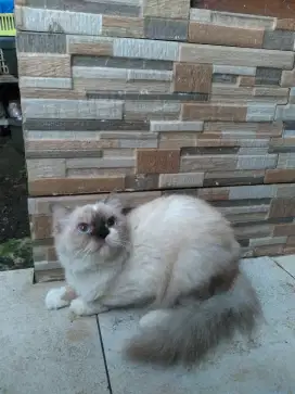 Kucing himalaya x ragdoll betinaa