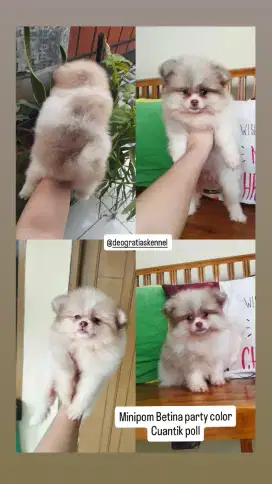 Minipom party color betina