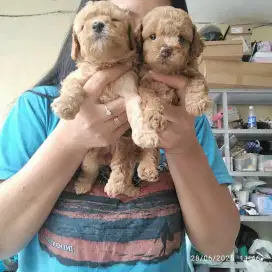 Toy poodle bogor