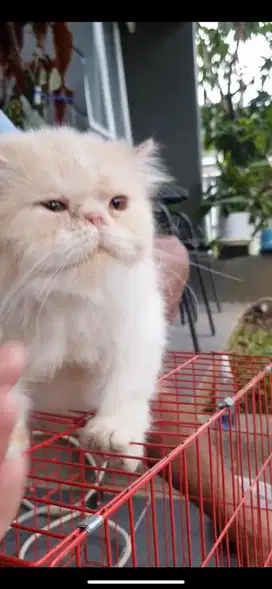 PERSIA JANTAN OYEN