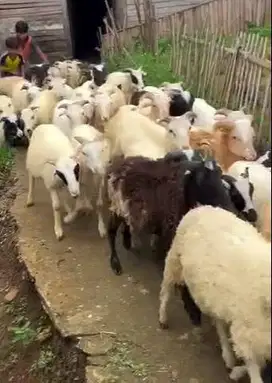 40 ekor bakalan domba jantan 5-6 bulanan 15-20kiloan siap ternak puas
