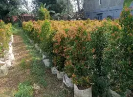 Tanaman Pucuk Merah 2 meter