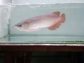 Arwana super red -+30cm