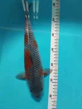 Ikan Koi Ochiba
