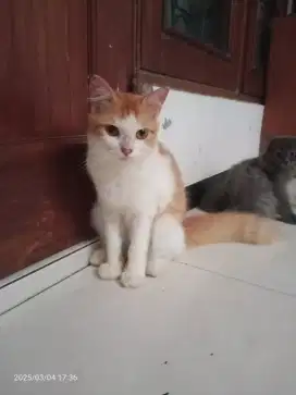 Kucing Persia Jantan umur 5bln Sehat Lucu lincah penurut