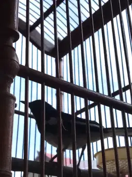 Dijual burung kacer