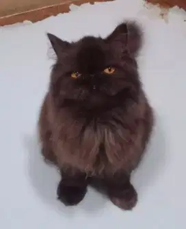 Kucing persia peaknose longhair jantan