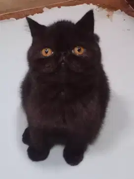 Persia peaknose exo jantan