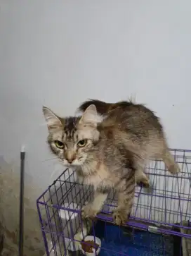 Kucing mix mainecoon betina