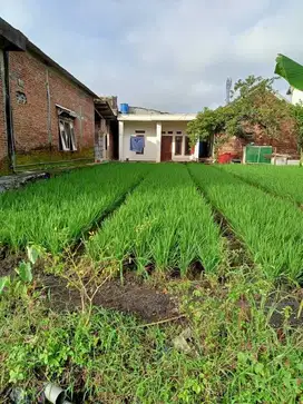 DIJUAL TANAH MURAH dan STRATEGIS DEKAT Jln RAYA DI KARANGPLOSO MALANG