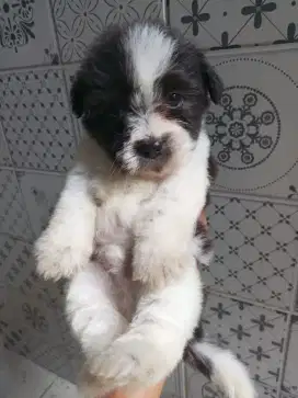 Jual puppy shihpo 750k