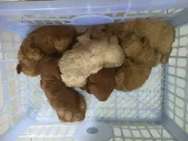 Poodle anakan 2 bl